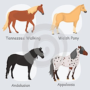 Horse breeds color flat icons set