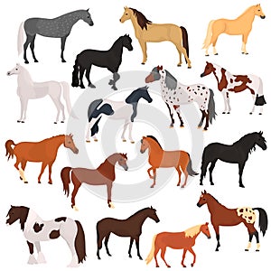 Horse breeds color flat icons set