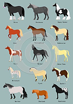 Horse breeds set