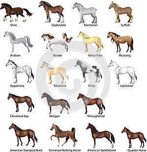 Horse breeds Set, Various Stallion,  Animal , Gallop and Draug Horse - Illustration - Vector
