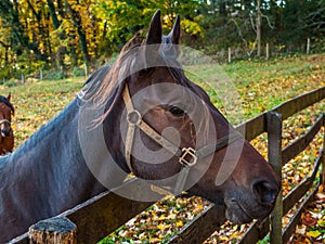 Horse and Bridle