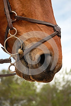 Horse bridle