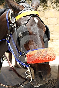 Horse and Bridle