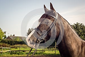 Horse with bridle