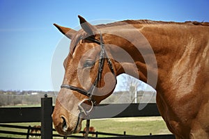 Horse in bridle photo