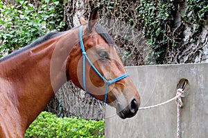 Horse with a bridle