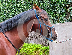 A horse with a bridle