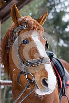 Horse with bridle