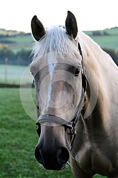 Horse with bridle photo