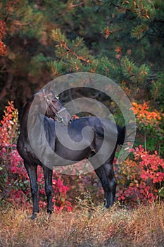 Horse  in bridle in autumn forest