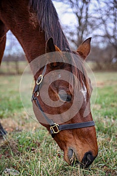 a horse with a bridle on grazing in the grass