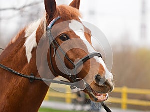 Horse bridle head