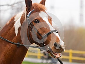 Horse bridle head photo