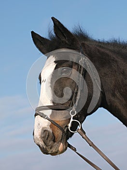 Horse in bridle head shot