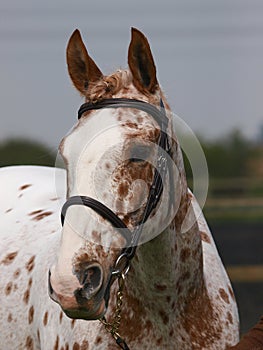 Horse In Bridle Headshot