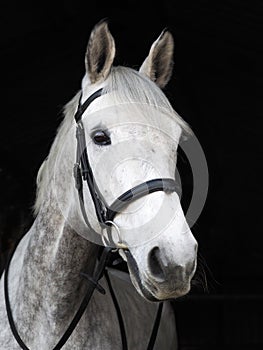 Horse in Bridle Headshot