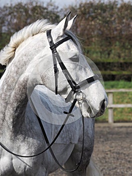 Horse in Bridle Headshot