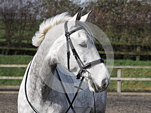 Horse in Bridle Headshot