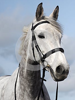 Horse in Bridle Headshot