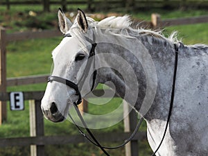 Horse in Bridle Headshot
