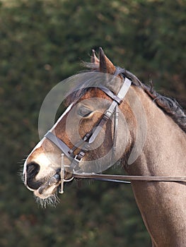 Horse In Bridle Headshot