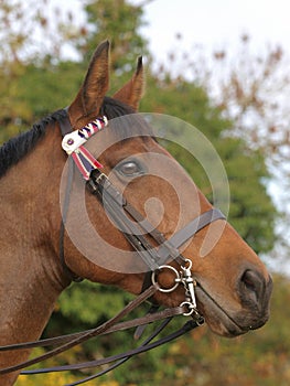 Horse In Bridle Headshot