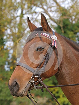 Horse In Bridle Headshot