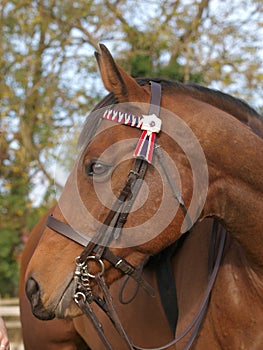 Horse In Bridle Headshot