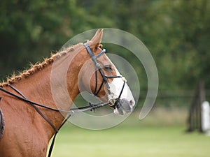 Horse In Bridle Headshot