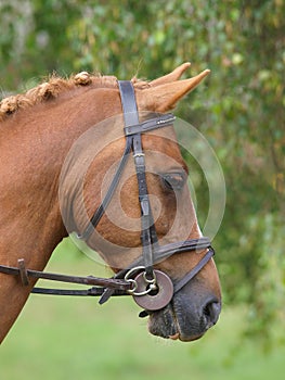 Horse In Bridle Headshot