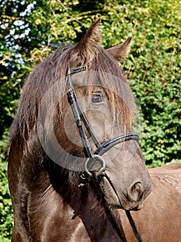 Horse in Bridle Headshot