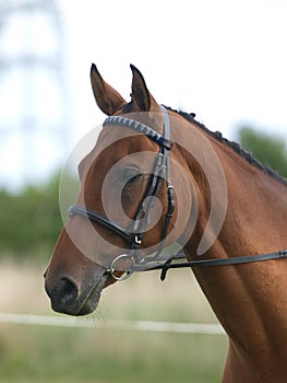 Horse In Bridle Headshot