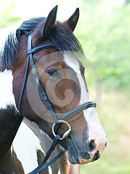 Horse In Bridle Headshot