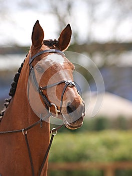 Horse In Bridle Headshot