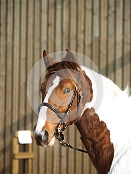 Horse In Bridle Headshot