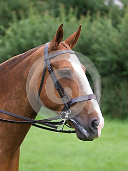 Horse In Bridle Headshot