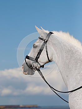 Horse In Bridle Headshot