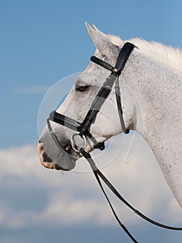 Horse In Bridle Headshot