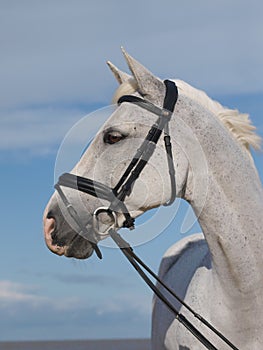 Horse In Bridle Headshot