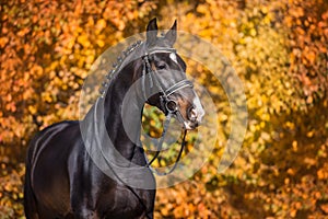 Horse in bridle outdoor