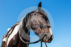 Horse bridle portrait