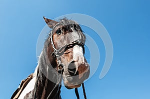 Horse bridle portrait