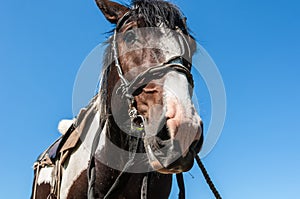 Horse bridle portrait