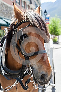 Horse on a Bridle in a Small Town