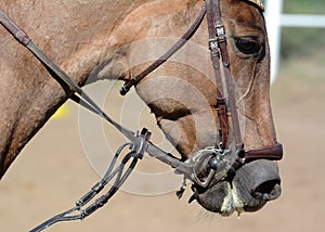 Horse bridle, snaffle. Horse mouth. Equestrian sport in details