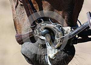 Horse bridle, snaffle. Horse mouth. Equestrian sport in details