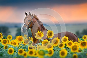 Horse in bridle in sunflowers