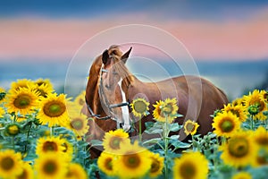 Horse in bridle in sunflowers photo