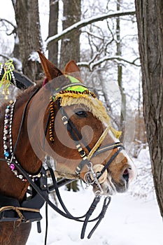 Horse with bridle on winter day