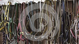 Horse bridles hanging in a barn.